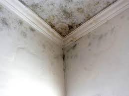 Mold Remediation for Vacation Homes